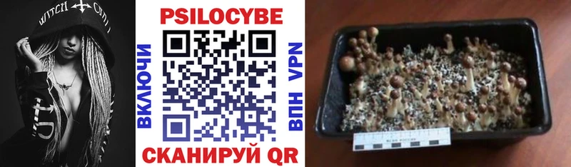Псилоцибиновые грибы Cubensis  Павловск 